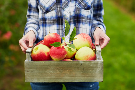 Woman holding crate with ripe red apples on farm