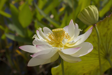 Lotus fully blossoming