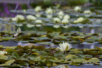 Water Lilies in blossom
