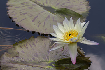 Water Lily with lily pads