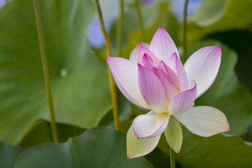 Blossoming Lotus flower