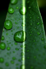 Pflanzenblatt mit Regentropfen