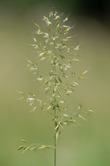 Yellow oat-grass (Trisetum flavescens) in flower. Inflorescence of perennial plant in the family...