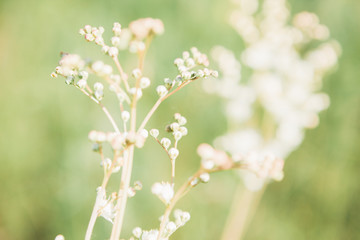 White wildflowers on summer day