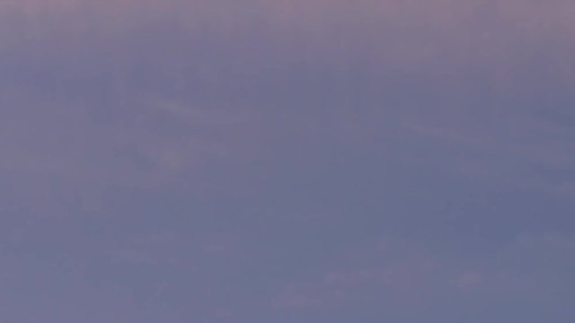 Swallows, swifts fly, insects hunt in the evening