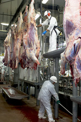 Pecu&aacute;ria de corte