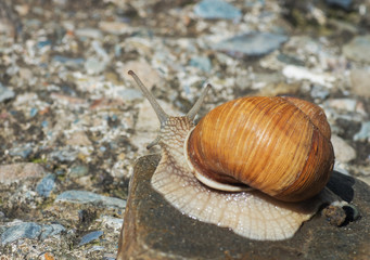 Burgundy snail (Helix, Roman snail, edible snail, escargot)