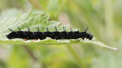 Peacock butterfly (Aglais io) late instar caterpillar. Impressive larva in the family Nymphalidae feeding on stinging nettle (Urtica dioica)