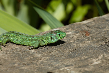 Naklejka na ściany i meble green lizard is on the sun light. Close up view
