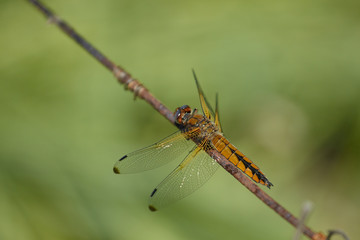 Dragonfly is on the steel wire on the green background