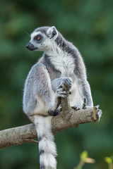 Portrait of ring-tailed Madagascar lemur at smooth background