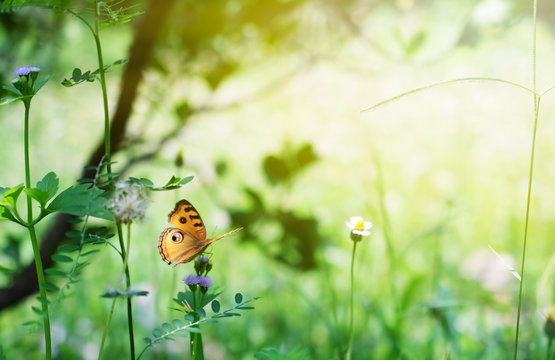 butterfly in  garden on background