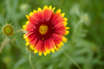 Red chamomile flower. Close up view