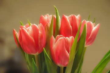 tulips