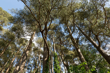 looking up in a forest of trees