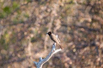 Bulbul