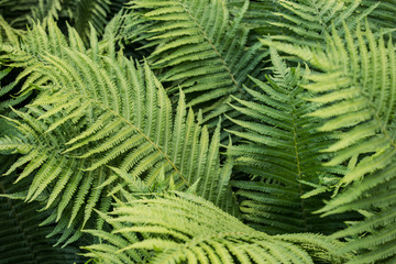 Fototapeta na wymiar Fern. Abstract background of green fern leaves. The texture of the fern. Selective focus.