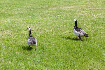 Two Big ducks is walking on the green lawn -barnacle goose