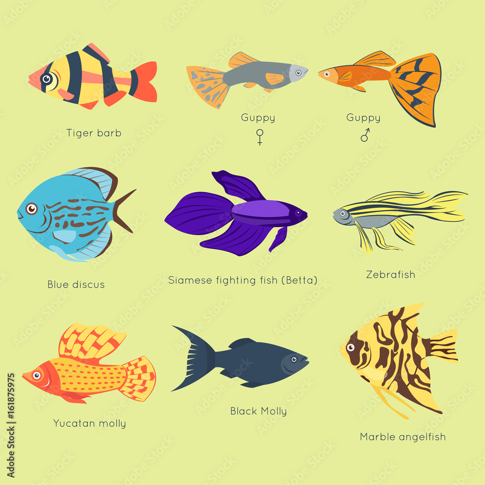 Wall mural exotic tropical fish different colors underwater ocean species aquatic nature flat isolated vector i