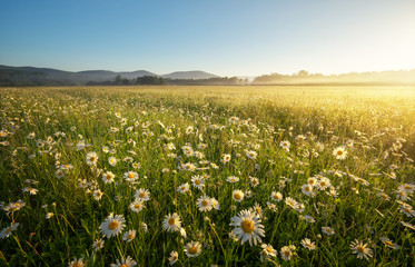 Obraz premium Daisies in the field near the mountains. Meadow with flowers at sunrise.