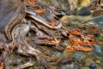 Tree roots and autumn leaves