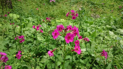 ピンクの花