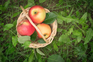 Ripe apples in a basket on the grass. Top view with copy space