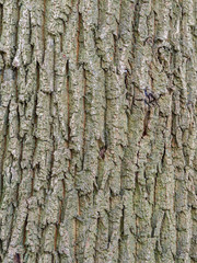 Tree bark texture background pattern