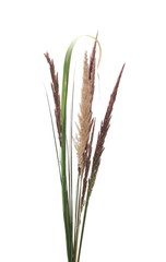 Dry common bulrush, isolated on white background © dule964