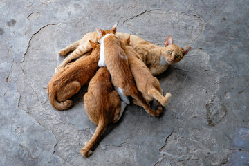 Five Yellow Tabby Cat Relax On The Floor,Thailand.