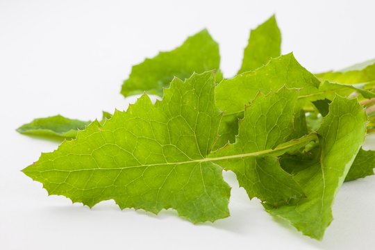 Fototapeta Common dandelion (Taraxacum officinale) on white background