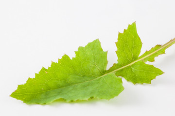 Common dandelion (Taraxacum officinale) on white background