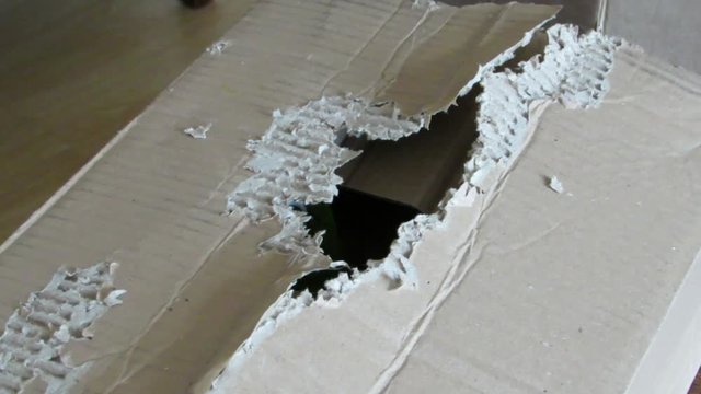 Pet green parrot peeps out of a chewed cardboard box playing Peek-a-boo. Hahn's macaw (Diopsittaca nobilis nobilis) companion pet bird also known as red-shouldered macaw, and mini macaw.