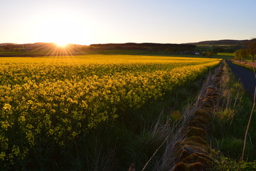 yellow field at sunset 