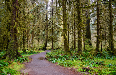 Hoh Rainforest in Olympic National Park