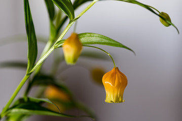 サンダーソニアの花