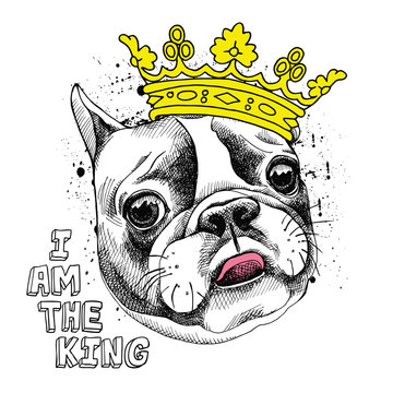 Image Portrait of French bulldog in a yellow crown. Vector illustration.
