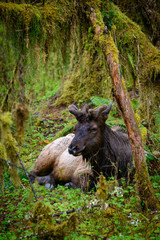 Naklejka na ściany i meble Large Elk, Hoh Rainforest in Olympic National Park