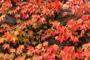 Herbstliche Weinblätter