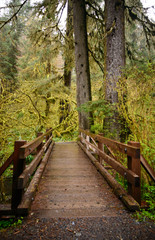 Fototapeta na wymiar Footbridge Along Trail, Hoh Rainforest in Olympic National Park