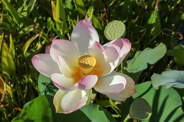 Lotus blossom opens in the sun