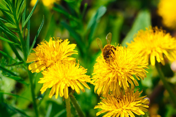 Bee on dandelions in grass. Nature background. Close up.