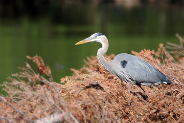 Great Blue Heron