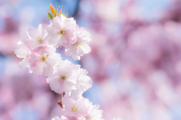 Pink cherry blossoms