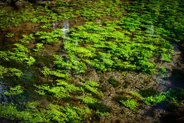 Crédence de cuisine en verre imprimé Parc naturel Quinault Rainforest in Olympic National Park