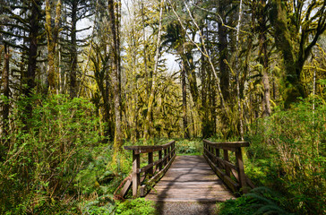 Quinault Rainforest in Olympic National Park