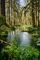 Papier Peint photo Lavable Parc naturel Quinault Rainforest in Olympic National Park