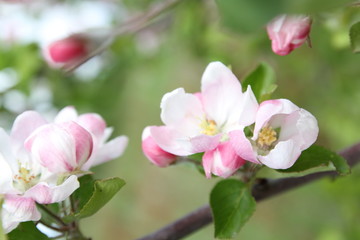 Fototapeta na wymiar spring shoot of pink flower of apple tree