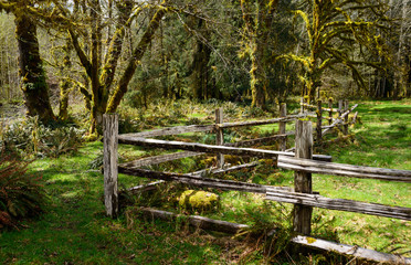 Fototapeta premium Kestner Homestead at Quinault Rainforest in Olympic National Park