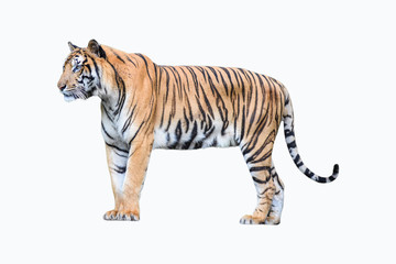 Fototapeta premium tygrys bengalski na białym tle